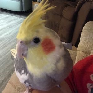 Meet your Posher, Nancy